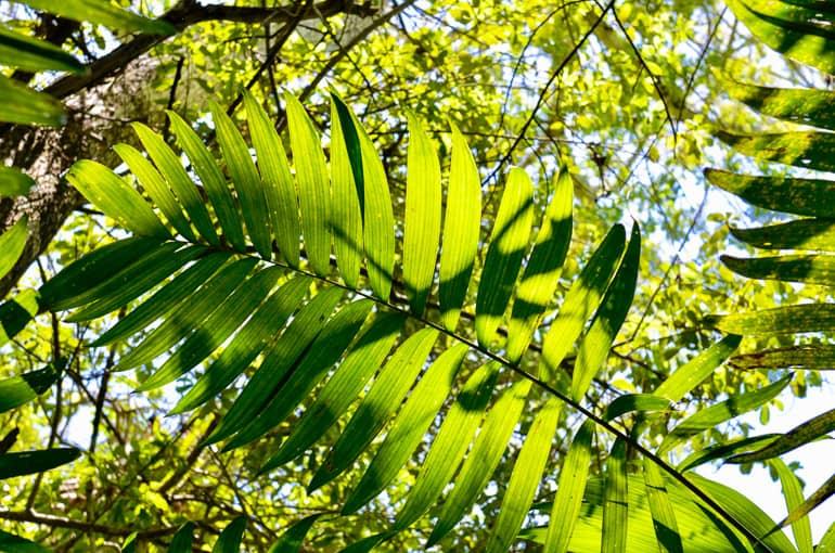 Guatemala-Tikal-Tempel-Pflanzenvielfalt