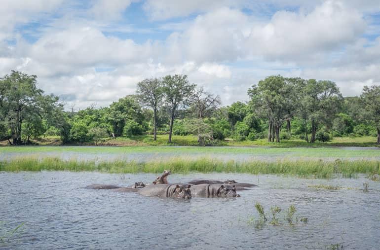 I ippopotami nuotano nel fiume Chobe nel Parco Nazionale Chobe in Botswana.